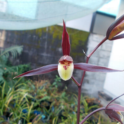 ★寒蘭★21-9 現川産 白花一文字超大輪 泰白 新木小木１条新子芋 十和村紅一文字新木成木５条花芽付 | 川中園芸 \u2013 寒蘭 エビネ 山野草