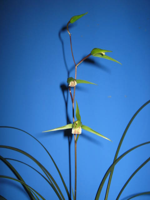 ★寒蘭★21-3 千軒西林山産 青い翼 濃緑一文字大輪 新木成木４条